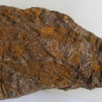 Eocrinoidea (ascocystites sp)