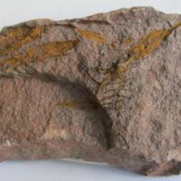 Eocrinoidea (ascocystites sp)