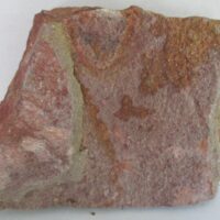 Eocrinoidea (ascocystites sp)