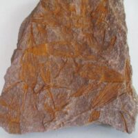 Eocrinoidea (ascocystites sp)
