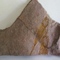 Eocrinoidea (ascocystites sp)