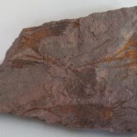 Eocrinoidea (ascocystites sp)