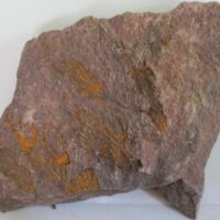 Eocrinoidea (ascocystites sp)