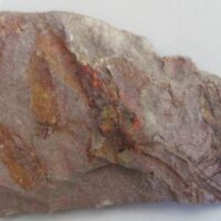 Eocrinoidea (ascocystites sp)