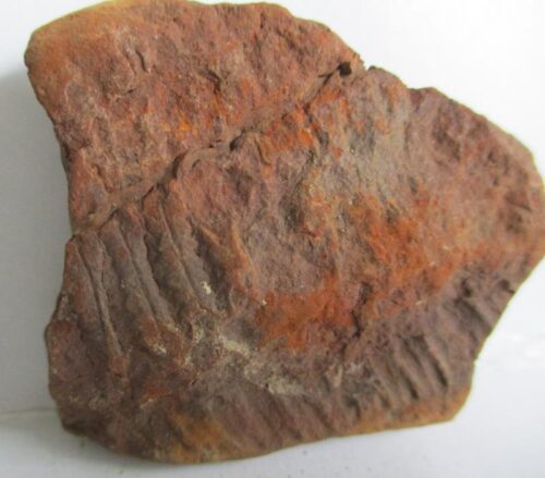 De grootte van deze fossiele varen is 4.0 cm.