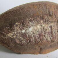 Fossil Fern