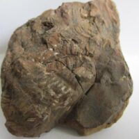 Fossil Ferns