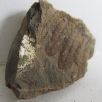 Fossil Fern