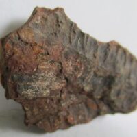 Fossil Fern
