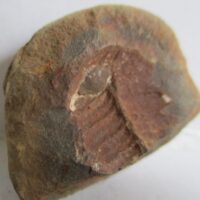 Fossil Fern