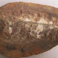 Fossil Fern