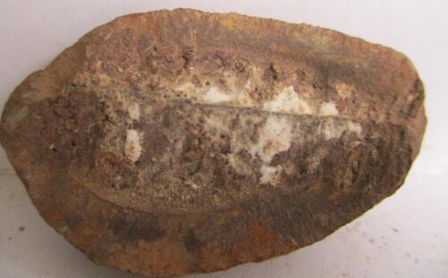 Fossil Fern