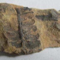 Fossil Fern
