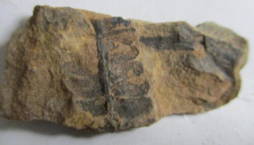 Fossil Fern