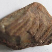 Fossil Fern