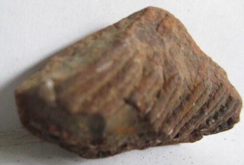 Fossil Fern