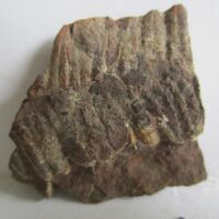 Fossil Fern
