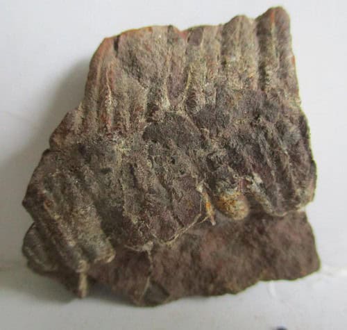 Fossil Fern
