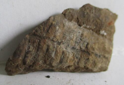 Fossil Fern