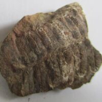 Fossil Fern