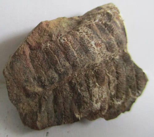 Fossil Fern