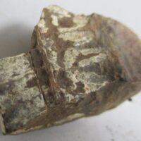 Fossil Fern