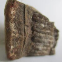 De grootte van deze fossiele varen is 3.0 cm.