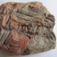 Fossil Fern