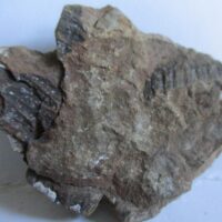 Fossil Fern