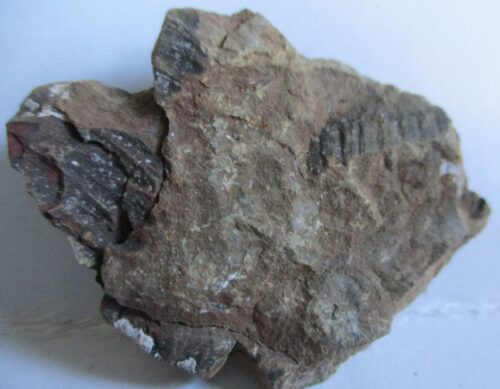 Fossil Fern