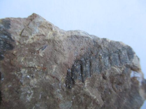 Fossil Fern - Image 2