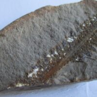 Fossil Fern