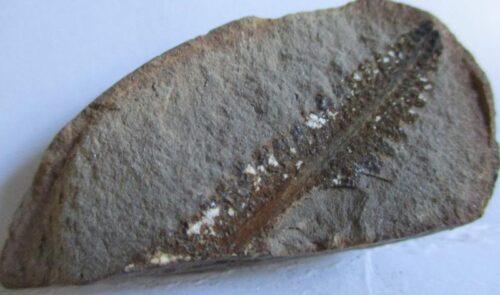 Fossil Fern