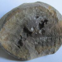 De grootte van deze fossiele varen is 4.0 cm.