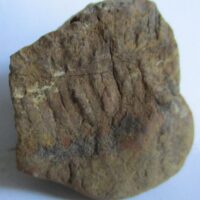 De grootte van deze fossiele varen is 3.0 cm.