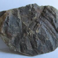 De grootte van deze fossiele varen is 3.0 cm.