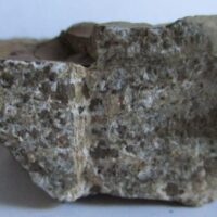 De grootte van deze fossiele varen is 4.0 cm.