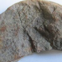 Fossil Fern