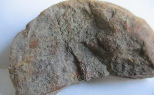 Fossil Fern