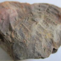 Fossil Fern