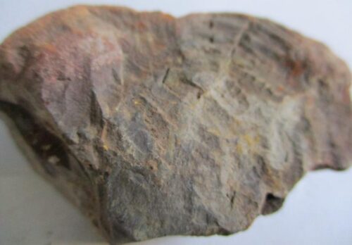 Fossil Fern