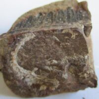 Fossil Fern