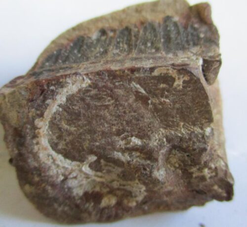 Fossil Fern