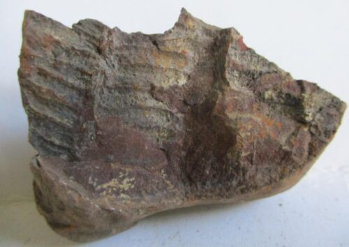 Fossil Fern
