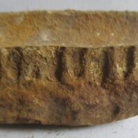 Fossil Fern