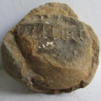 Fossil Fern
