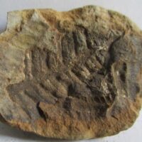 Fossil Fern