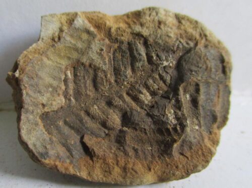 Fossil Fern