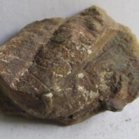 Fossil Fern