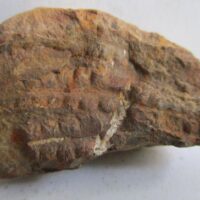 Fossil Fern